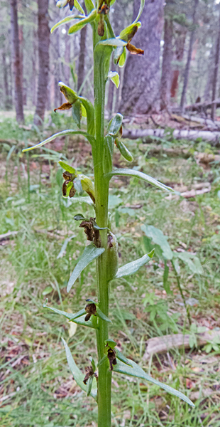 Bog Orchid 2.jpg